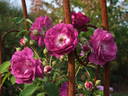 Rosengarten Zweibrücken rose photo