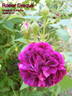Rosier Evêque rose photo