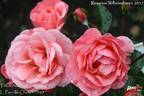 Fredensborg Castle rose photo