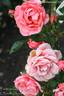 Fredensborg Castle rose photo