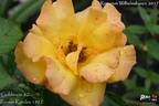 Goldmarie rose photo