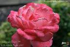 Hamburger Deern ™ rose photo