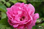 Hokkaido rose photo