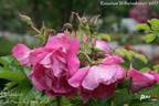 Hokkaido rose photo