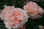 Kalmar Castle rose photo