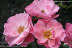 NDR1 Radio Niedersachsen ® rose photo