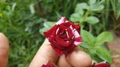 Flash Night® rose photo