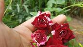 Flash Night® rose photo
