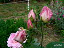 Souvenir d'Émile Zola rose photo
