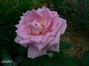 Souvenir d'Émile Zola rose photo