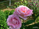 Souvenir d'Émile Zola rose photo