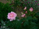 Souvenir d'Émile Zola rose photo