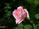 Souvenir d'Émile Zola rose photo