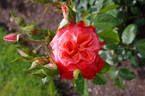 Taupo ® rose photo
