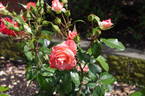 Taupo ® rose photo