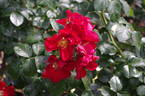 Country Prince rose photo