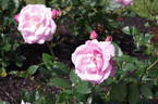 Wise Woman rose photo