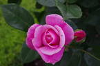 Wise Woman rose photo