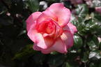 Paddy Stephens rose photo