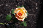 Sunline rose photo