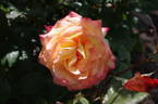 Sunline rose photo