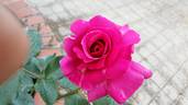 Profumo Romano rose photo