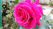 Profumo Romano rose photo