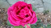 Bolero rose photo