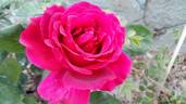 Bolero rose photo