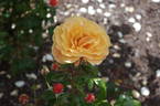 Beach Baby rose photo