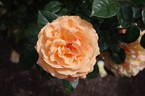 Beach Baby rose photo