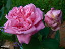 Souvenir de la Malmaison à fleurs roses rose photo