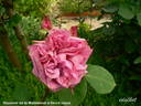 Souvenir de la Malmaison à fleurs roses rose photo