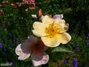 Souvenir de Louis Lens rose photo