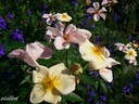 Souvenir de Louis Lens rose photo