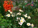 Souvenir de Louis Lens rose photo