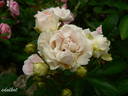 Souvenir de Mademoiselle Juliet de Bicard rose photo