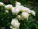 Souvenir de Mademoiselle Juliet de Bicard rose photo