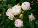Souvenir de Mademoiselle Juliet de Bicard rose photo