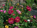Souvenir de Pierre Vibert rose photo