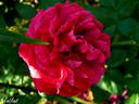 Souvenir de Pierre Vibert rose photo