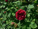 Souvenir de Pierre Vibert rose photo