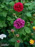 Souvenir de Pierre Vibert rose photo