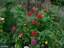 Souvenir de Pierre Vibert rose photo