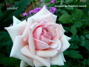 Souvenir du Président Carnot rose photo