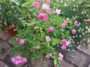 Suitor rose photo