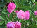 Suitor rose photo