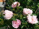Anna Scharsach rose photo