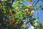 Belle Portugaise rose photo