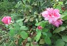 Queensland Beauty rose photo